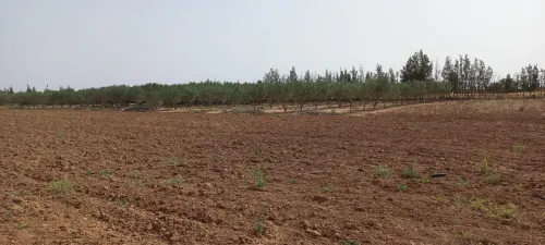 Vente Terrain Agricole Djelfa Zaafrane
