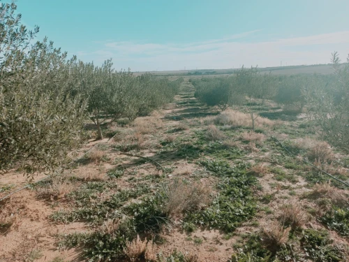 Vente Terrain Agricole Djelfa Ain oussara