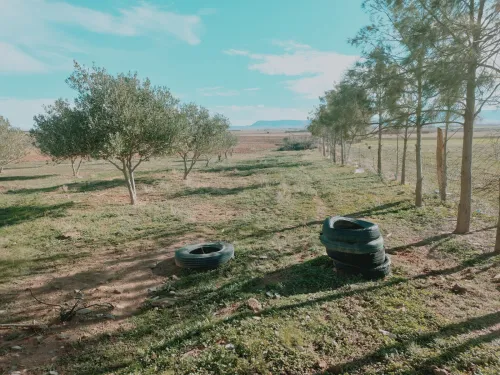 Vente Terrain Agricole Djelfa Had sahary