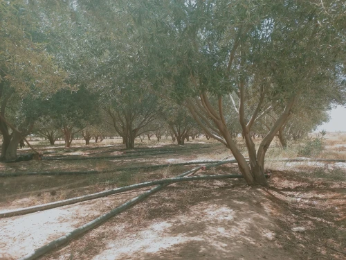 Vente Terrain Agricole Djelfa Djelfa