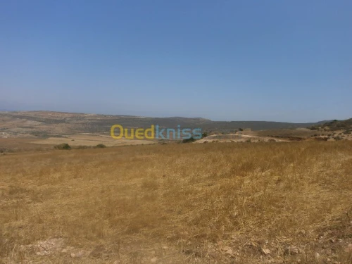 Vente Terrain Aïn Témouchent Bou zedjar