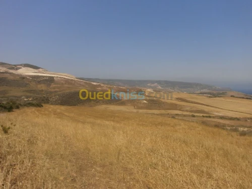 Vente Terrain Aïn Témouchent Bou zedjar