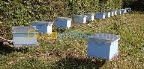 بيع النحل /Vente abeille 