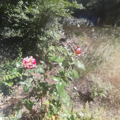 Vente Terrain Annaba Seraidi