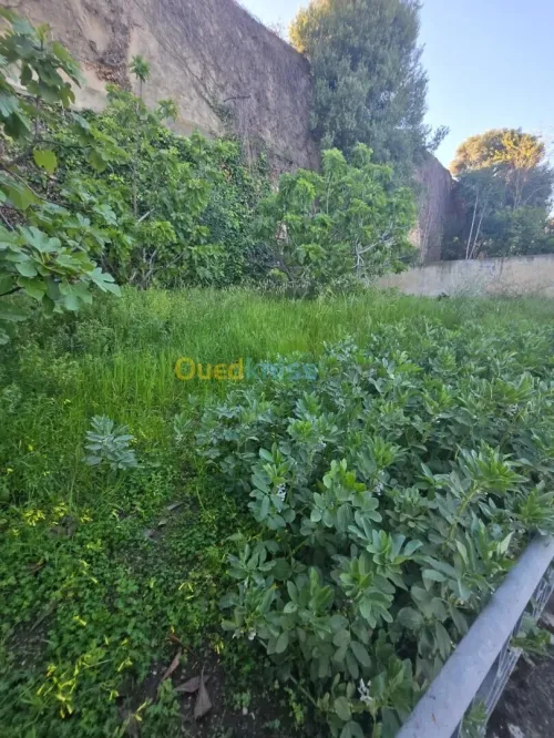 Vente Villa Annaba Annaba