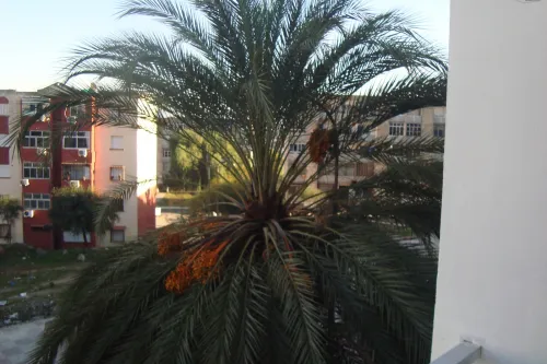 Vente Appartement F3 Annaba Sidi amar