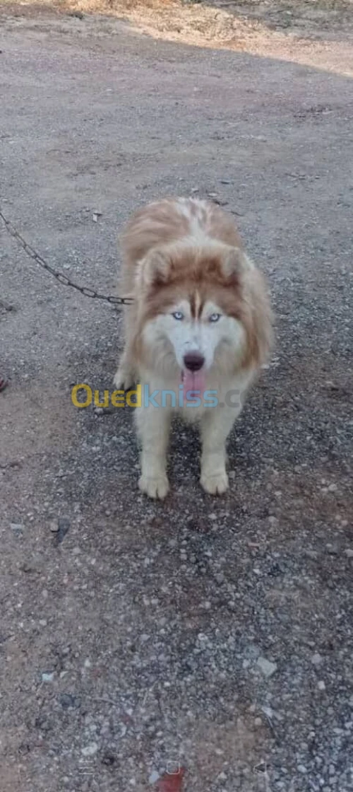 Chiots 