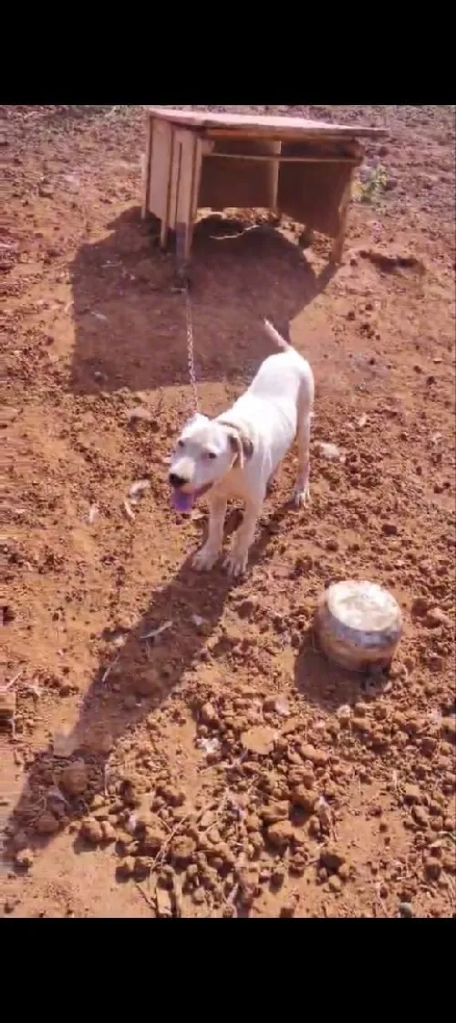 Dog argentin 