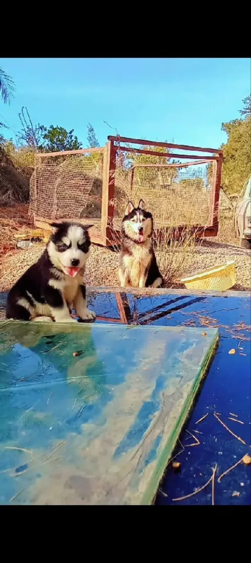 Husky