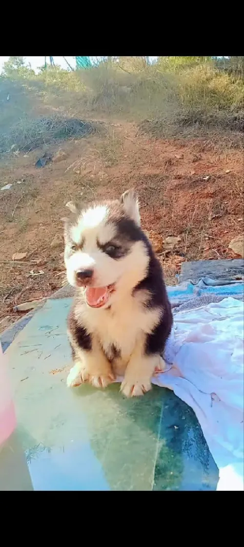 Husky