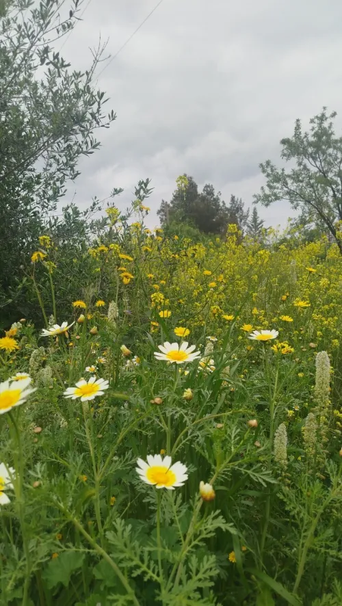 Vente Villa Oran Oran