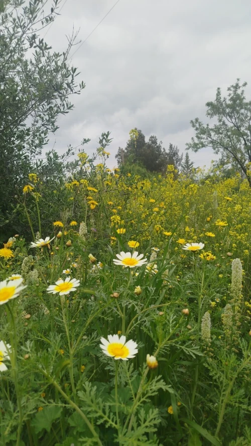 Vente Villa Oran Oran