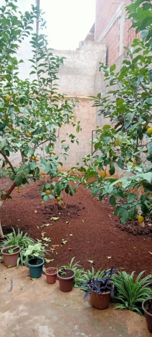 Vente Villa Tlemcen Mansourah