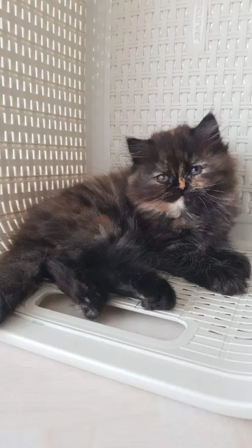 Chats persans