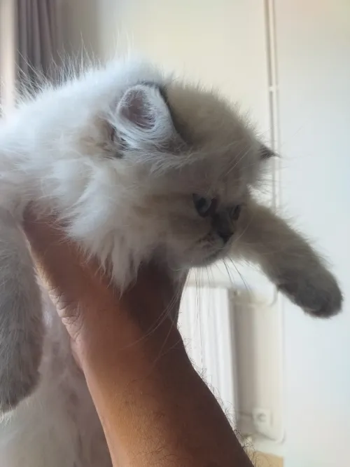Chats persans
