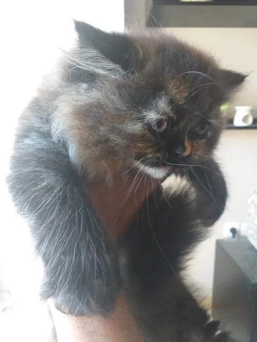 Chats persans