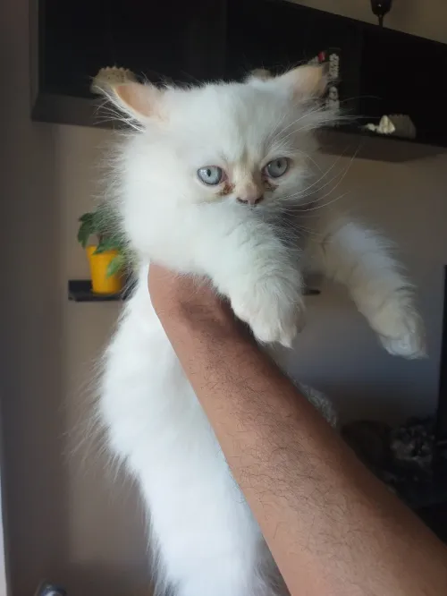 Chats persans