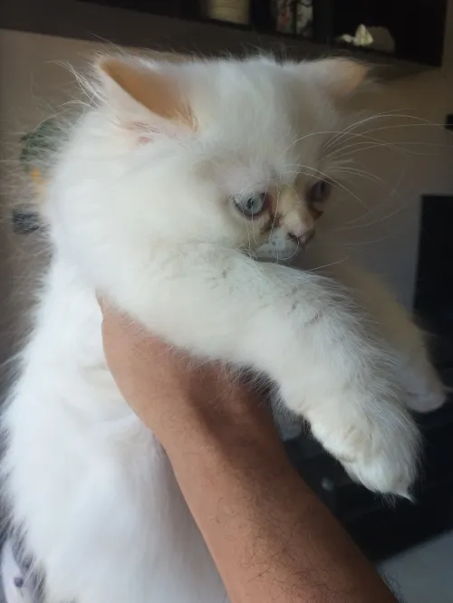 Chats persans