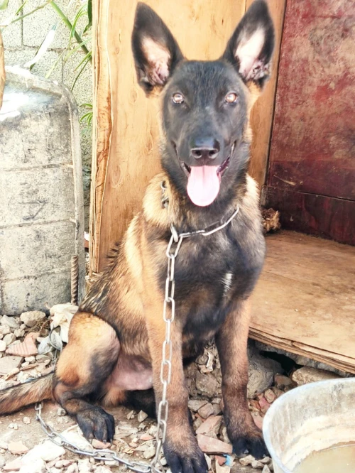 Chien malinoois