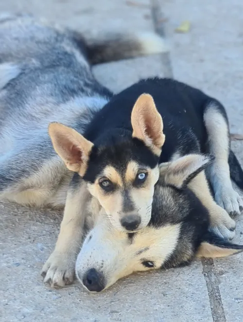 Rottsky