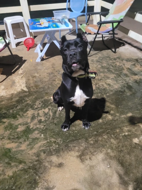 chiot cane corso nee le 17 septembre parents disponible (1 mal et 4 femelle)