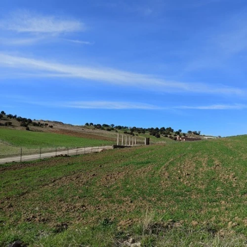 Vente Terrain Agricole Médéa Zoubiria