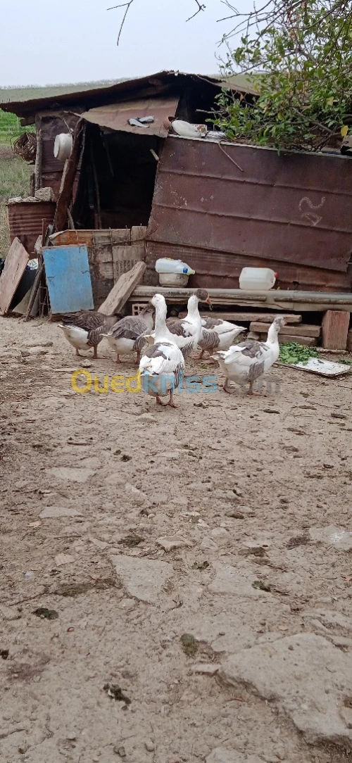 عندي 6وزات للبيع