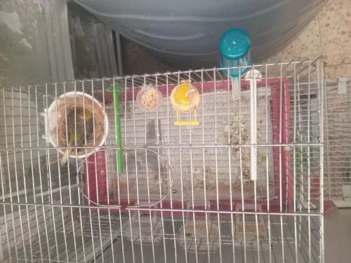 Oiseaux 