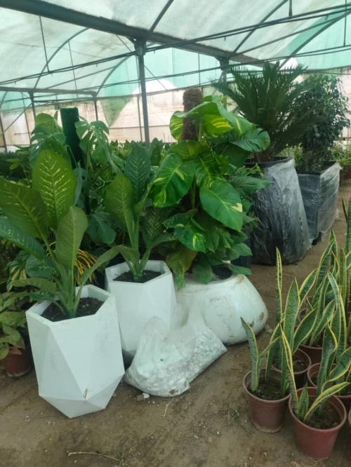 ENTREPRISE DE Décoration Jardinage
