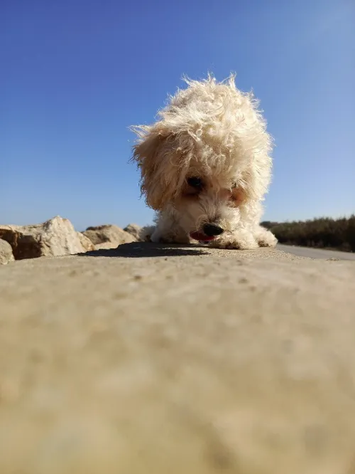 A vendre caniche malle l'âge de 4 mois avec carnet vaccination 
