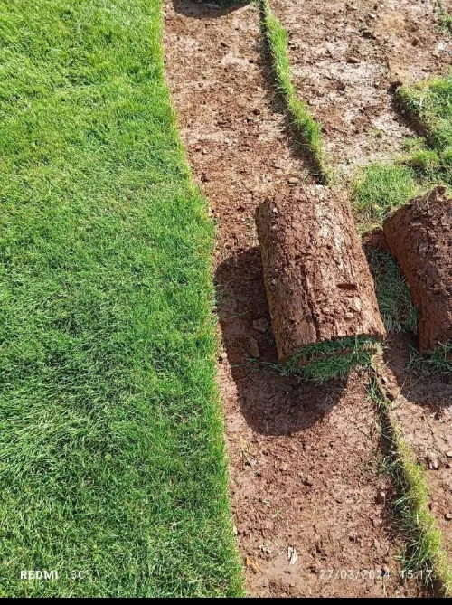 Gazon naturel fournitures et poses Aménagement d'espaces verts 