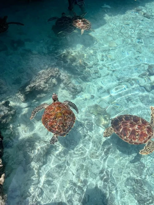 ZANZIBAR AOUT SEPTEMBRE 2025