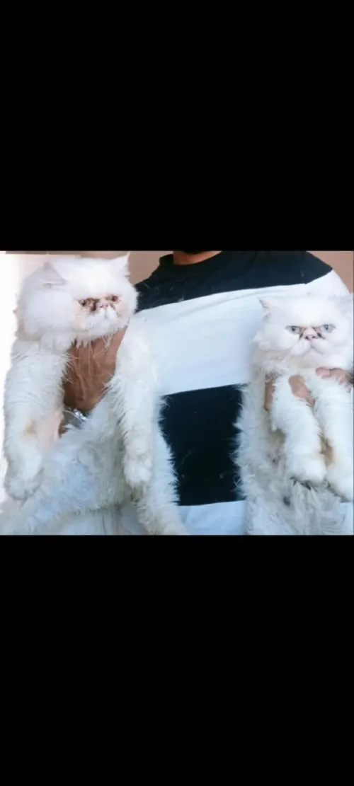 Couple Persan Himalaya