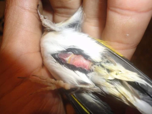 conseils et traitements d' oiseaux