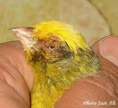 conseils et traitements d' oiseaux