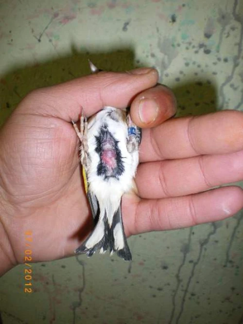 conseils et traitements d' oiseaux