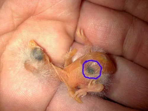 conseils et traitements d' oiseaux