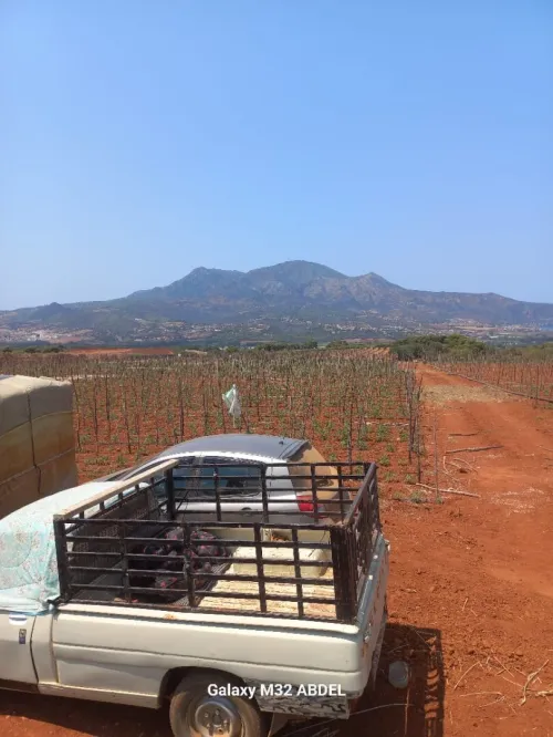 Vente Terrain Agricole Tipaza Tipaza