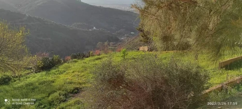 Vente Terrain Agricole Blida Guerrouaou