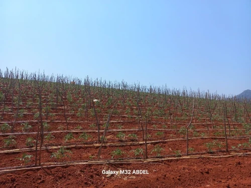 Vente Terrain Agricole Tipaza Tipaza