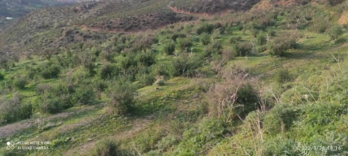 Vente Terrain Agricole Blida Guerrouaou