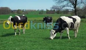 genisses et taurillons