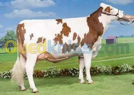 genisses et taurillons