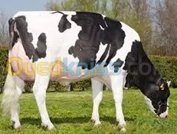 genisses et taurillons