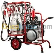 genisses et taurillons