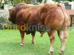 genisses et taurillons