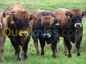 genisses et taurillons