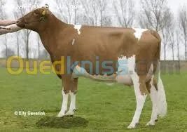 genisses et taurillons