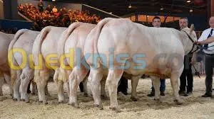 genisses et taurillons