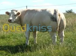 genisses et taurillons